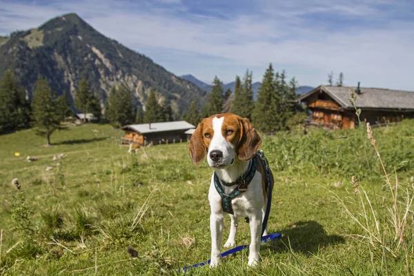 Beagle with  Bodenalm and mountain Wallberg — Stock Photo, Image