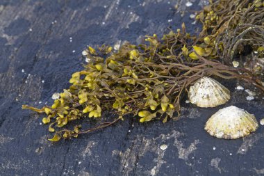 Deniz yosunları alçak sularda