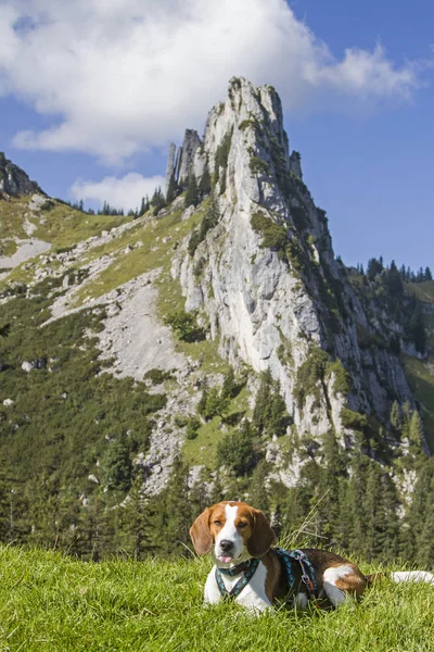 Beagle in the Tegernsee Alps — Stock Photo, Image