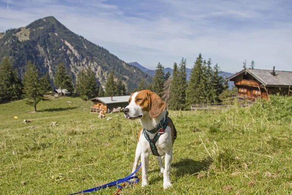 Beagle with  Bodenalm and mountain Wallberg — Stock Photo, Image