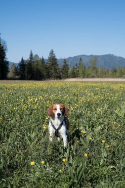 Beagle çiçek açan çayırlarda gezinir.