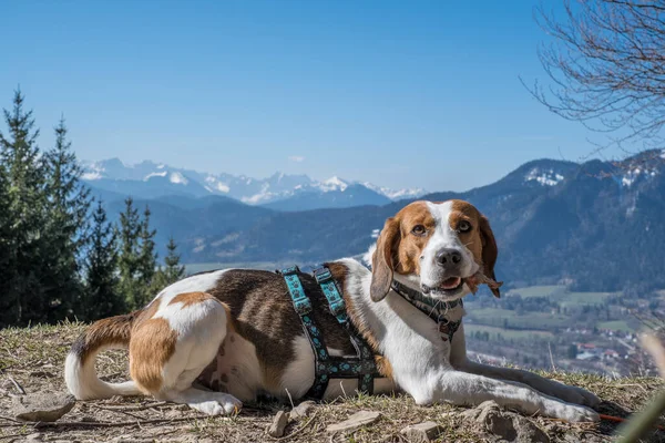 Beagle Eats His Summit Lunch Denkalm Isarwinkel Lenggries His Feet — Stock Photo, Image