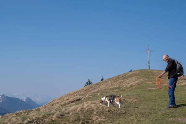 Escursioni Beagle Con Suo Proprietario Fino Alla Cima Dello Zwiesel — Foto Stock