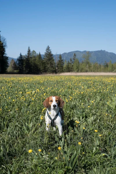 Beagle Erre Travers Pré Lande Avec Beaucoup Globeflowers Fleurs — Photo