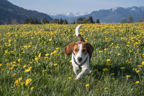 Beagle Baharı Yukarı Bavyera Çiçekli Bir Karahindiba Otlağında Geçirir — Stok fotoğraf
