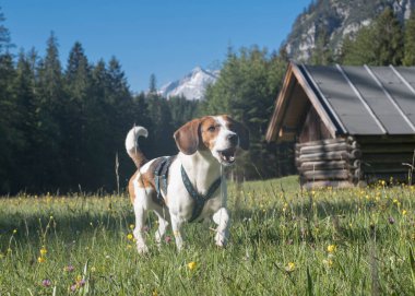 Beagle whizzes across the blooming flower meadows on a hike to the Enningalm in Werdenfelser Land clipart