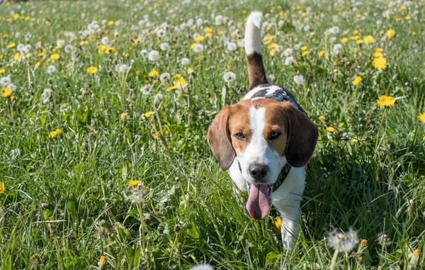 Beagle Yazın Başlarında Yukarı Bavyera Bir Çayırda Bir Sürü Karahindiba — Stok fotoğraf