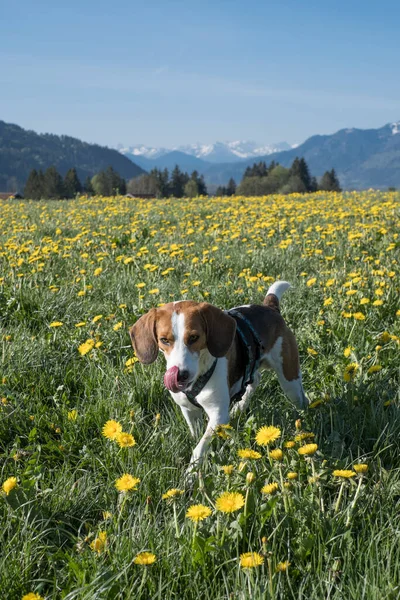 Beagle Goza Primavera Alta Baviera Prado Dente Leão Florescente — Fotografia de Stock