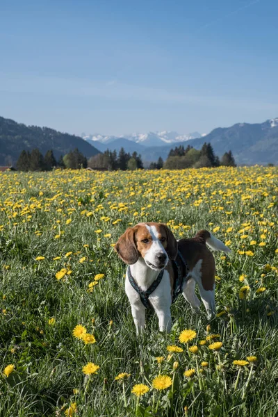 Beagle Baharı Yukarı Bavyera Çiçekli Bir Karahindiba Otlağında Geçirir — Stok fotoğraf