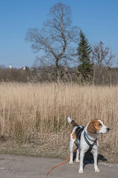 Beagle Beim Spaziergang Durch Das Reizvolle Moor Gaissacher Filze Isarwinkel — Stockfoto