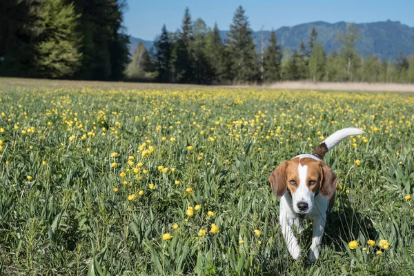 Beagle Wanders Moor Meadow Many Blooming Globeflowers — Stock Photo, Image