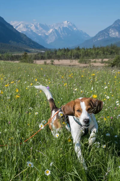 Beagle Enjoys Beautiful Landscape Flower Meadow Loisach Valley Eschenlohe — Stock Photo, Image
