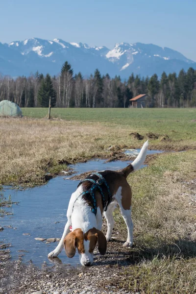 Beagle Beim Spaziergang Durch Das Reizvolle Moor Gaissacher Filze Isarwinkel — Stockfoto