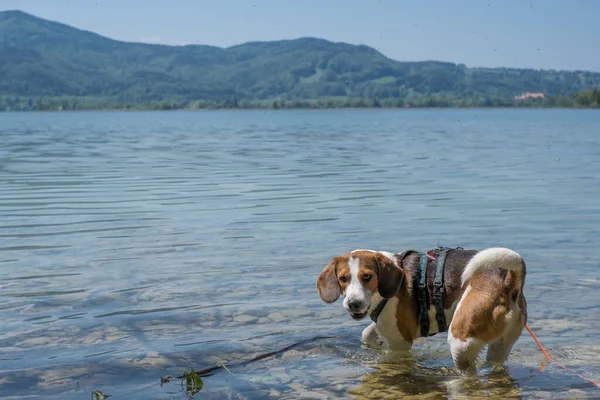 Beagle enjoys cooling off in the Kochelsee on a hot day