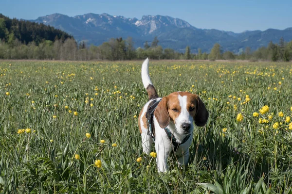 Beagle Wanders Moor Meadow Many Blooming Globeflowers — Stock Photo, Image