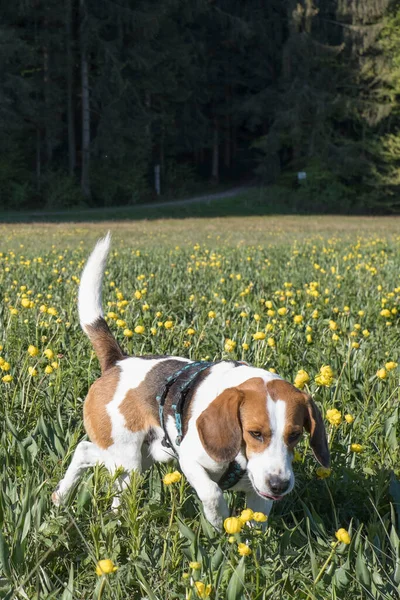 Beagle Vandrar Genom Hedäng Med Många Blommande Globeflowers Stockbild