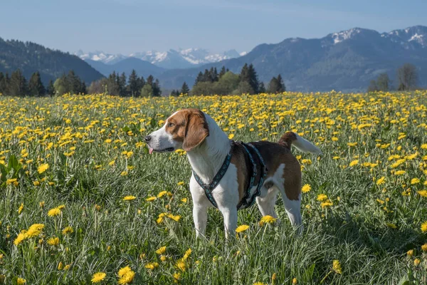 Beagle Njuter Våren Övre Bayern Blommande Maskros Äng Stockfoto