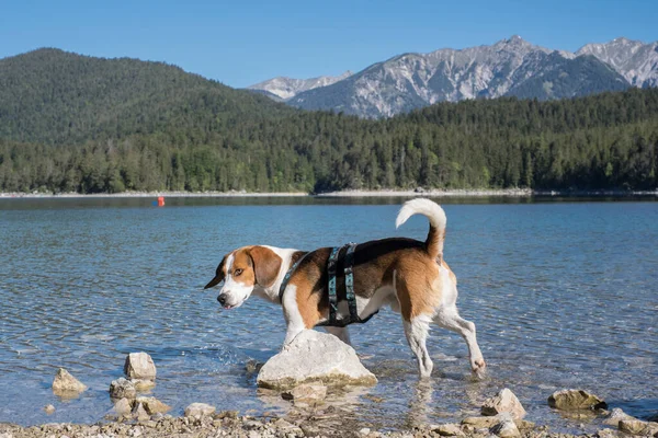 Beagle Rundtur Runt Den Idylliska Fjällsjön Eibsee Werdenfelser Land Stockfoto