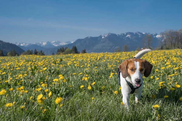 Beagle Baharı Yukarı Bavyera Çiçekli Bir Karahindiba Otlağında Geçirir — Stok fotoğraf