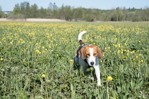 Beagle Wandert Durch Eine Moorwiese Mit Vielen Blühenden Globeblumen — Stockfoto