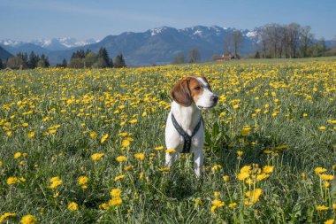 Beagle baharı Yukarı Bavyera 'da çiçekli bir karahindiba otlağında geçirir.