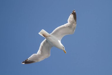 Uçan martı bulutsuz mavi gökyüzüne karşı alçaktan çekilmiş.