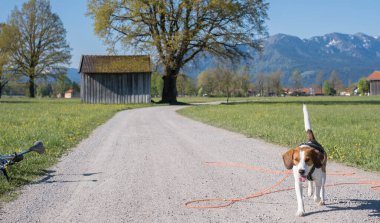 Beagle, Gaissach yakınlarındaki Isarwinkel 'de bisiklet turuna çıkıyor.