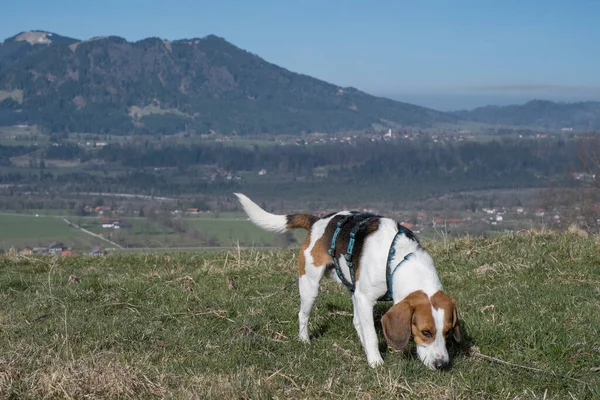 Beagle Isarwinkel Blomberg Grubunun Dağlarını Gören Rechelkopf Yükseliyor — Stok fotoğraf