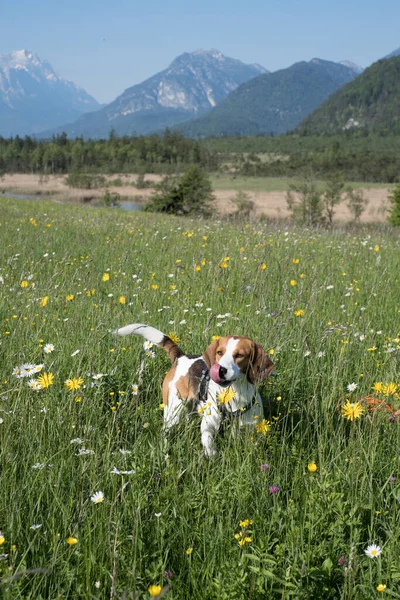 Beagle Enjoys Beautiful Landscape Flower Meadow Loisach Valley Eschenlohe — Stock Photo, Image