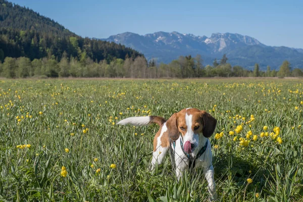 Beagle Çiçek Açan Çayırlarda Gezinir — Stok fotoğraf