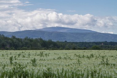 Harz 'daki Brocken' in arka planına karşı gelişen lupin çayırı