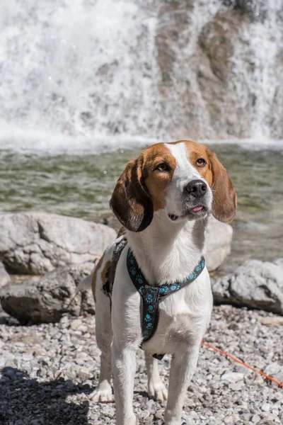 Beagle Besucht Auf Seiner Tour Über Den Hasenkopf Auch Den — Stockfoto