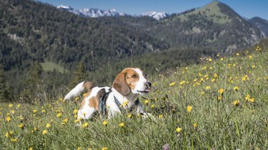 Jachenau 'da Rabenkopf' ta bir yürüyüş sırasında, bir av köpeği çiçekli bir dağ çayırının ortasında oyalanıyor.