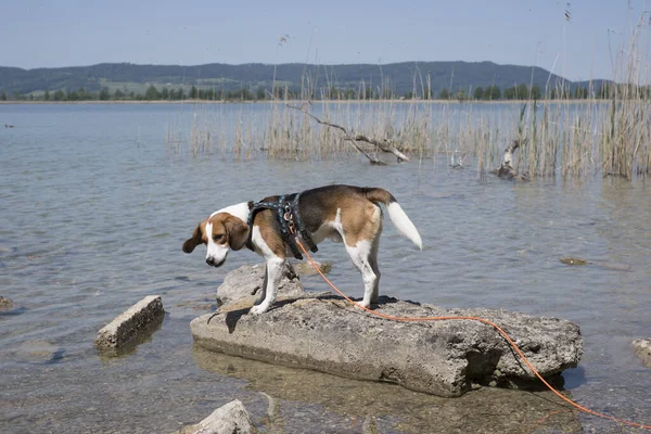 Beagle Auf Einer Kleinen Felseninsel Kochelsee — Stockfoto