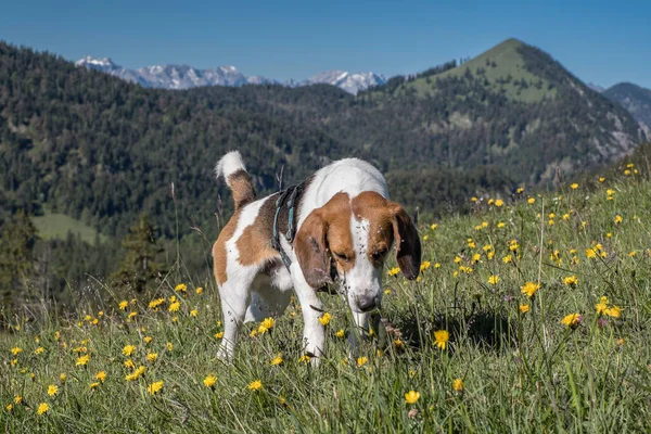 Jachenau Rabenkopf Bir Yürüyüş Sırasında Bir Köpeği Çiçekli Bir Dağ — Stok fotoğraf
