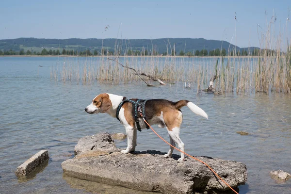 Beagle Auf Einer Kleinen Felseninsel Kochelsee — Stockfoto