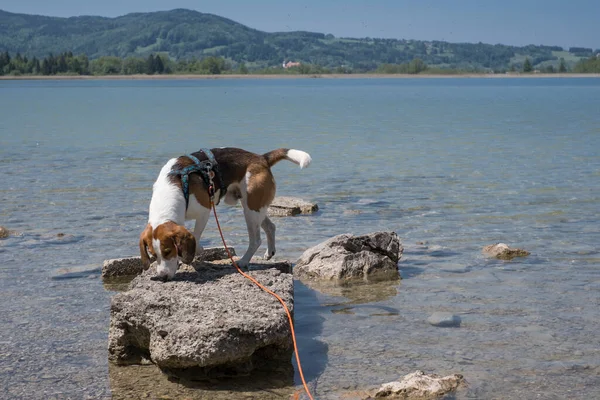Beagle Auf Einer Kleinen Felseninsel Kochelsee — Stockfoto