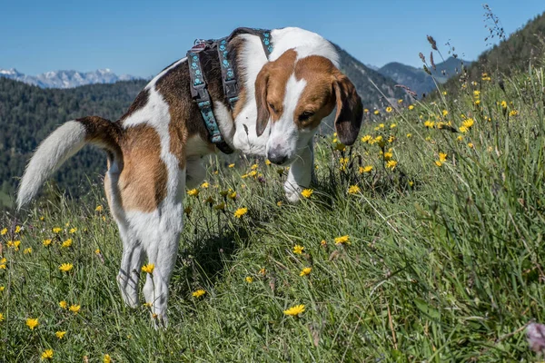 Hike Rabenkopf Jachenau Beagle Lingers Middle Flowery Mountain Meadow — Stock Photo, Image