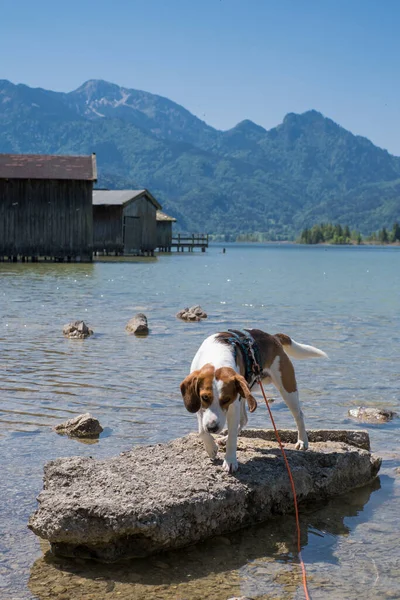 Beagle Liten Stenig Vid Sjön Kochel Stockbild