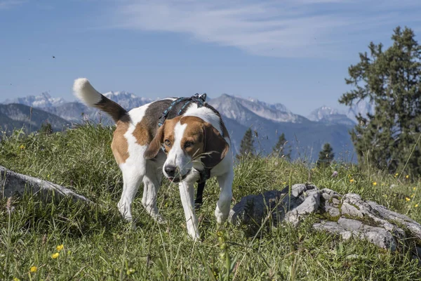Beagle Auf Bergwanderung Zur Hochalm Sylvensteinsee — Stockfoto
