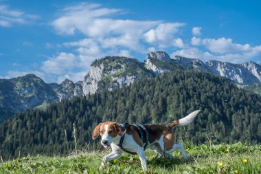 Arka planda, Laengenberg 'in tepesindeki Beagle Benediktenwand.