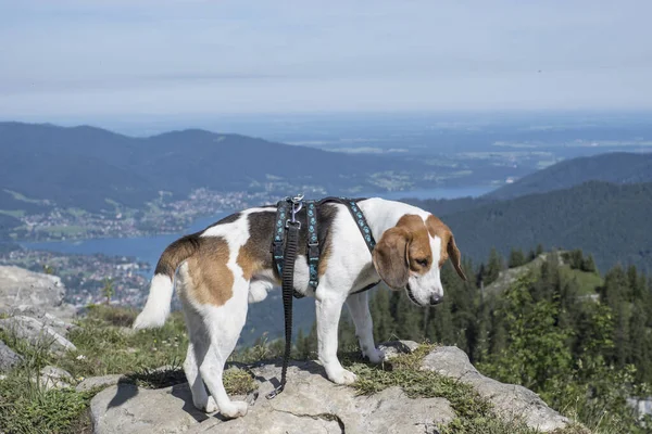 Mangfall Dağları Ndaki Bodenschneid Zirvesindeki Köpeği Tegernsee Gölü Manzarasının Keyfini — Stok fotoğraf