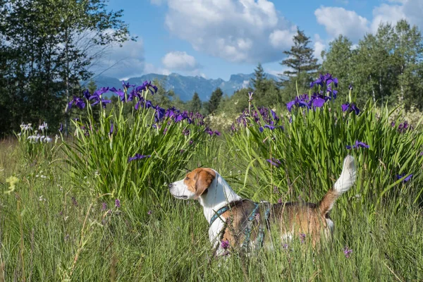 Beagle Blooming Irises Upper Bavarian Bog — Stock Photo, Image