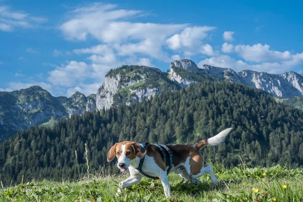 Beagle Auf Dem Gipfel Des Längenbergs Hintergrund Benediktenwand — Stockfoto