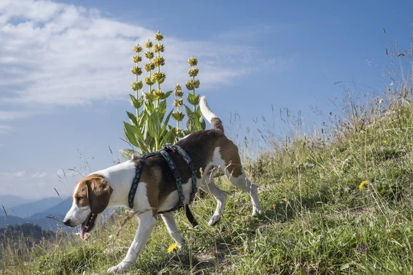 Bbeagle Poses Front Blooming Yellow Gentian Mountain Meadow — Stock Photo, Image