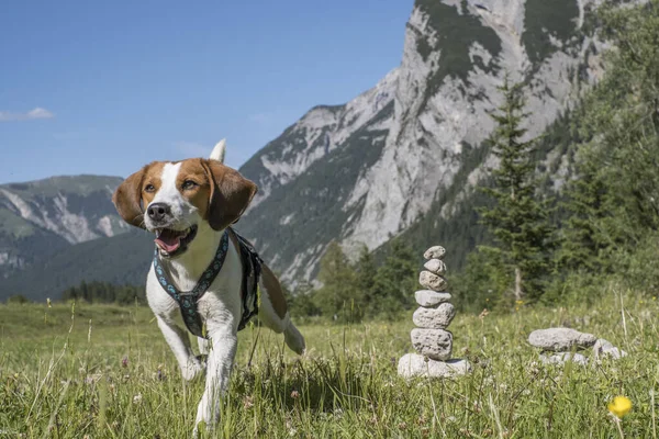 Karwendel Dağları Nda Geleneksel Bir Taş Adamla Beagle — Stok fotoğraf