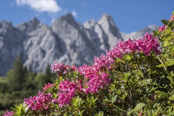 Virágzó Alpesi Rózsa Rét Nem Messze Ladizalm Karwendel Hegységben — Stock Fotó