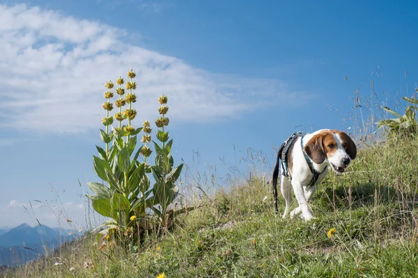 Bbeagle Çiçek Açan Sarı Bir Gentian Önünde Bir Dağ Çayırında — Stok fotoğraf