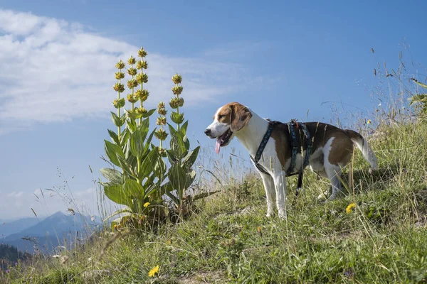 Bbeagle Çiçek Açan Sarı Bir Gentian Önünde Bir Dağ Çayırında — Stok fotoğraf