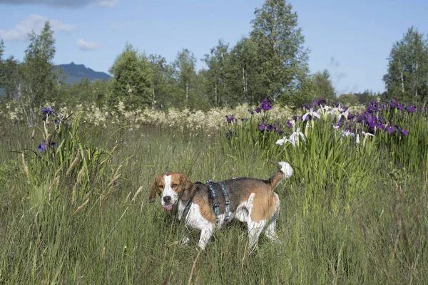 Beagle Med Blommande Iris Övre Bayersk Mosse Stockbild